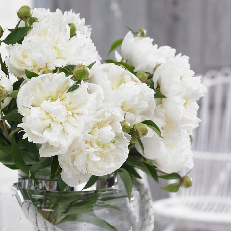 Duchesse De Nemours Peony - Image 2