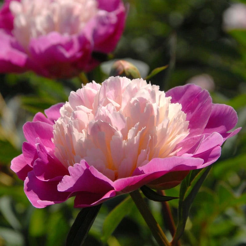 Gay Paree Peony