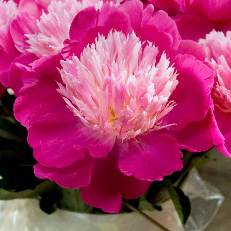 Gay Paree Peony - Image 2