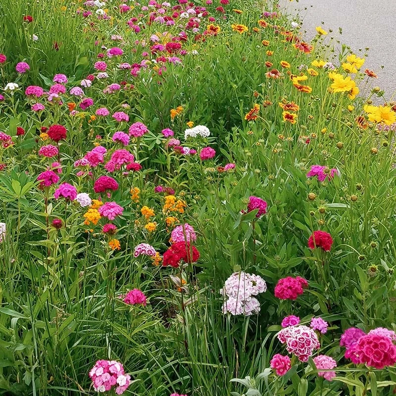 Perennial Curb Appeal Wildflower Seed Mix - Image 10