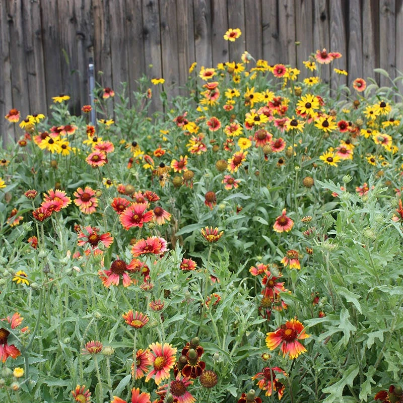 Perennial Curb Appeal Wildflower Seed Mix - Image 3