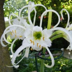 Rainforest Retreat Bulb Collection