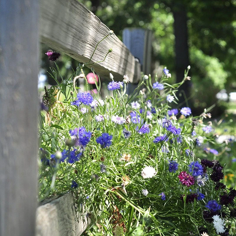 Picket Fence Wildflower Seed Mix - Image 4