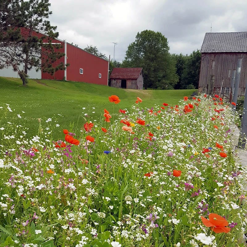 Picket Fence Wildflower Seed Mix - Image 3