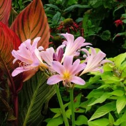 Pink Surprise Lily (Lycoris)