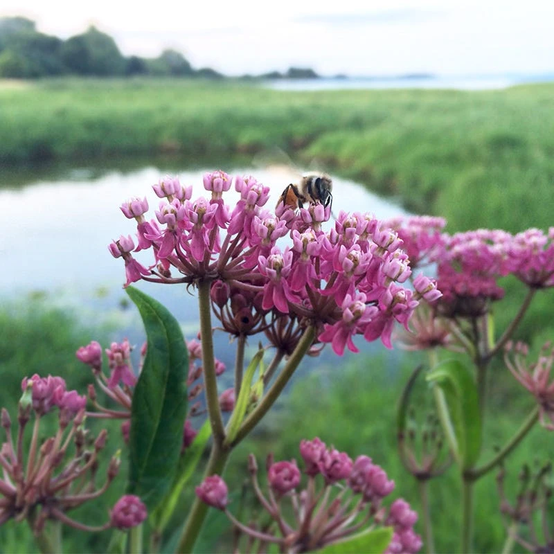 Swamp Milkweed Seeds - Image 4