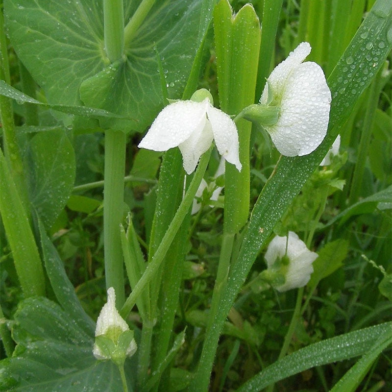Austrian Winter Pea Seeds - Image 3