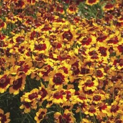 Plains Coreopsis Seeds