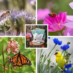 Pollinator Wildflower Seed Patches