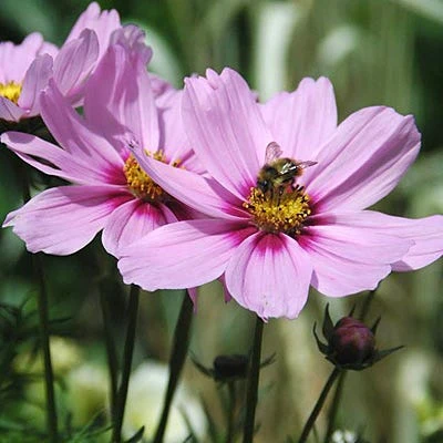 Pollinator Habitat Wildflower Seed Collection - Image 3