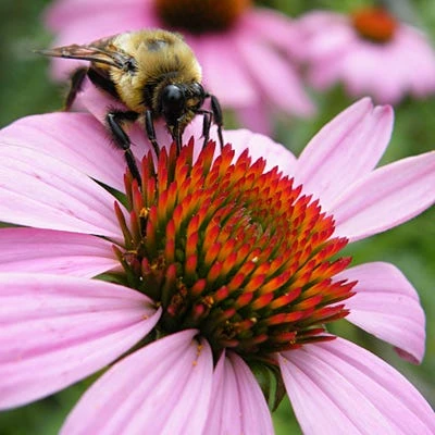 Pollinator Habitat Wildflower Seed Collection - Image 2