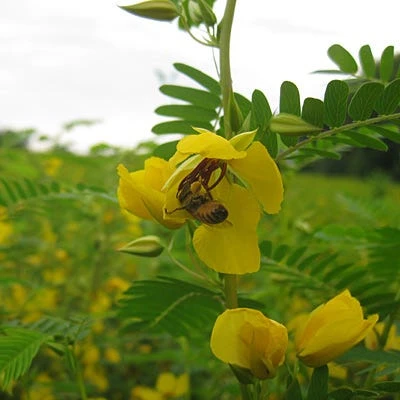 Pollinator Habitat Wildflower Seed Collection - Image 5