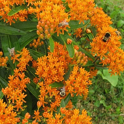 Pollinator Habitat Wildflower Seed Collection - Image 4