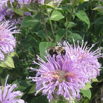 Pollinator Habitat Wildflower Seed Collection - Image 6
