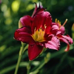 Reblooming Daylily Collection