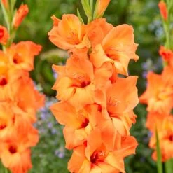Prince Of Orange Gladiolus