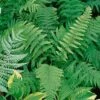 Marginal Woodfern