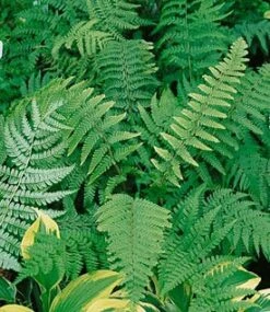 Marginal Woodfern