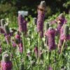 Purple Prairie Clover