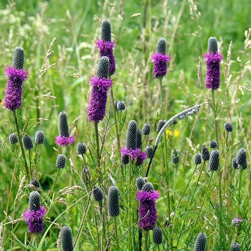 Purple Prairie Clover - Image 3