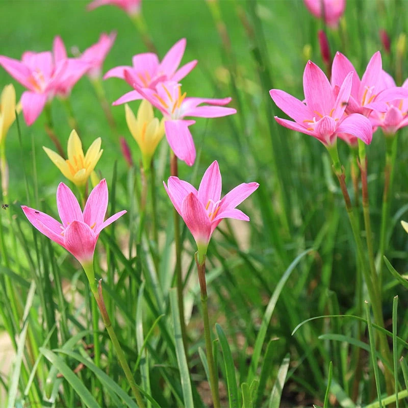 Rain Lily Mix - Image 2