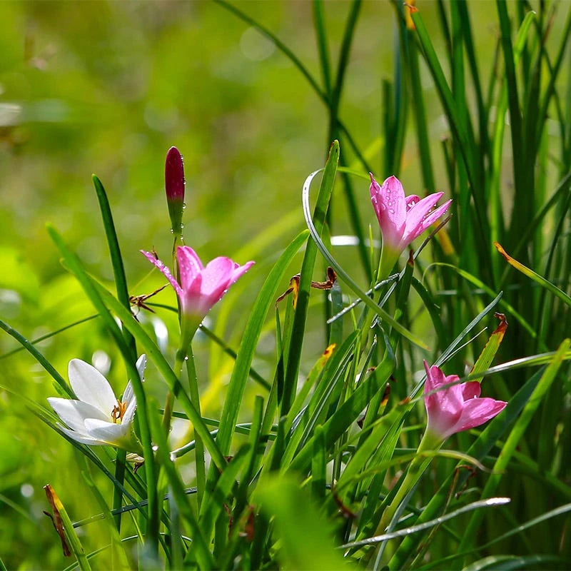 Rain Lily Mix - Image 4