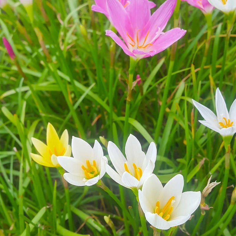 Rain Lily Mix - Image 3