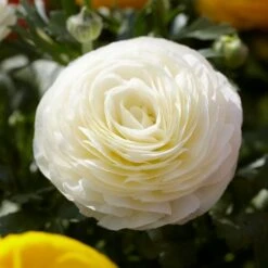 Tecolote White Ranunculus