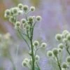 Rattlesnake Master