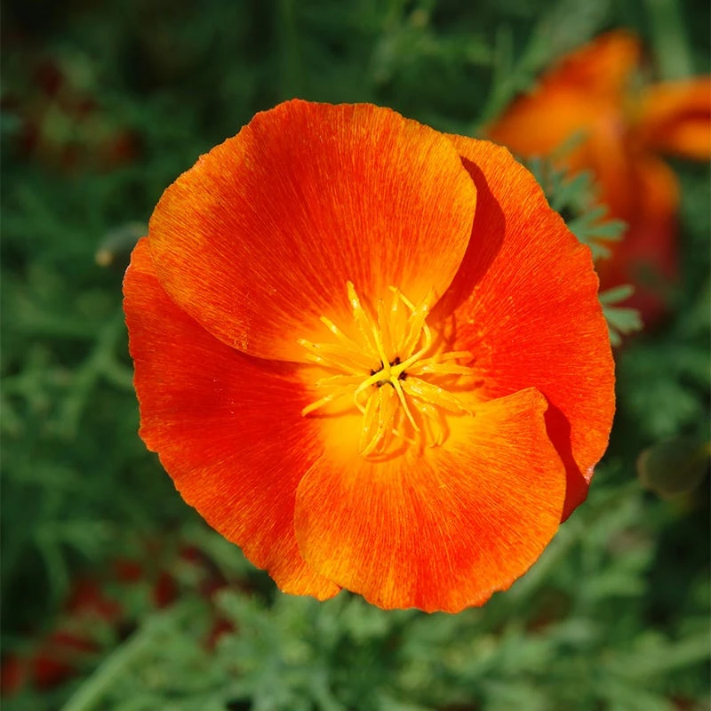 California Poppy Seeds Red Chief - Image 2