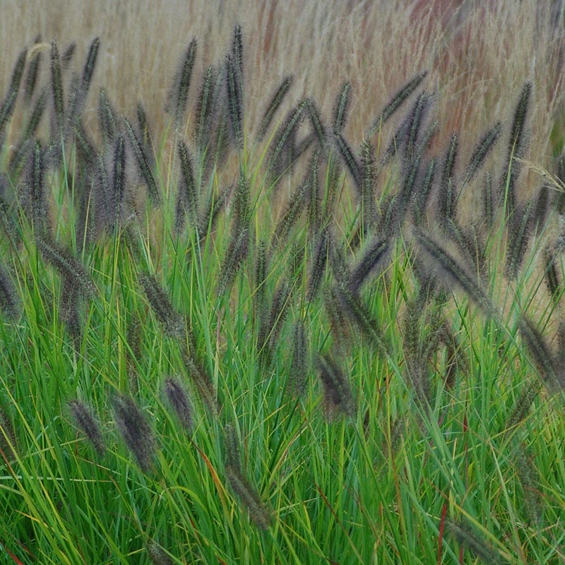 Red Head Fountain Grass - Image 7