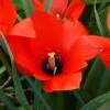 Red Hunter Tulip