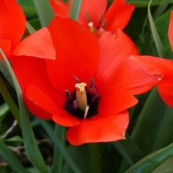 Red Hunter Tulip