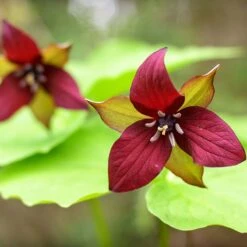 Red Trillium