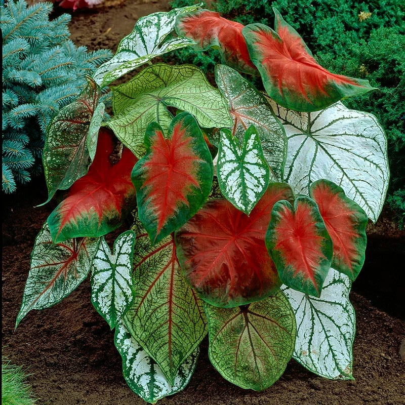 Shade Porch Red Bulb Collection - Image 3