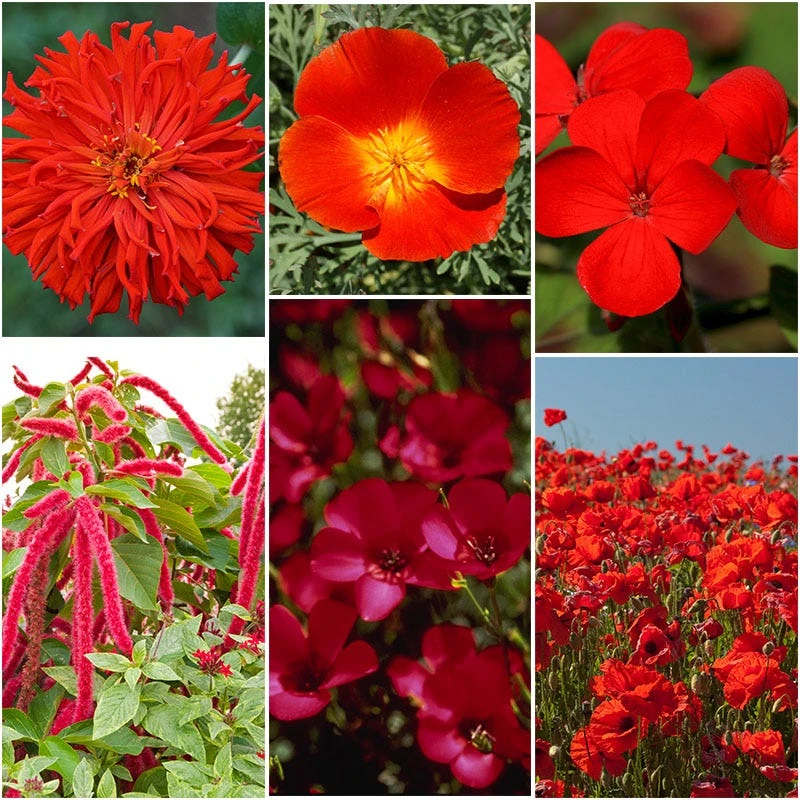 Red Wildflower Seed Mix - Image 8