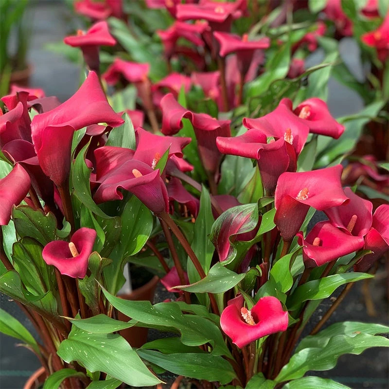 Rocket Calla Lily - Image 2