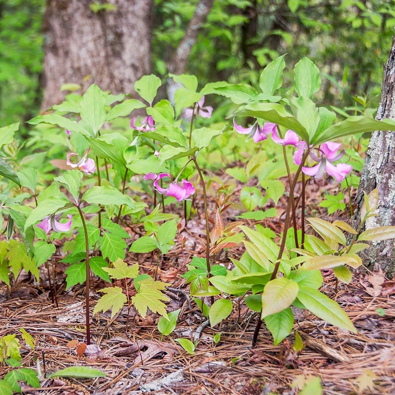 Rose Trillium - Image 2