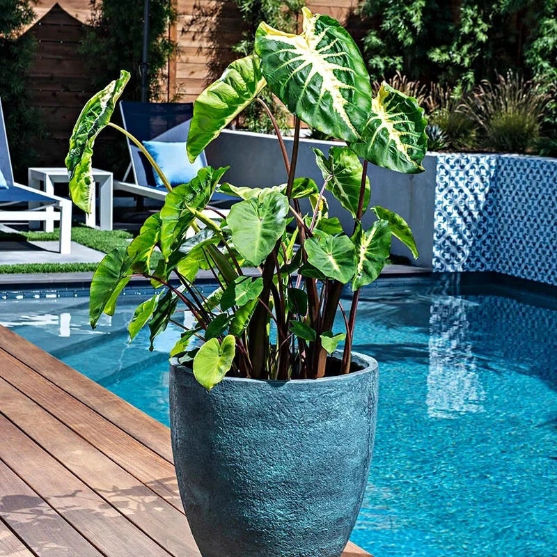 Touch Of Drama Elephant Ear Collection - Image 3