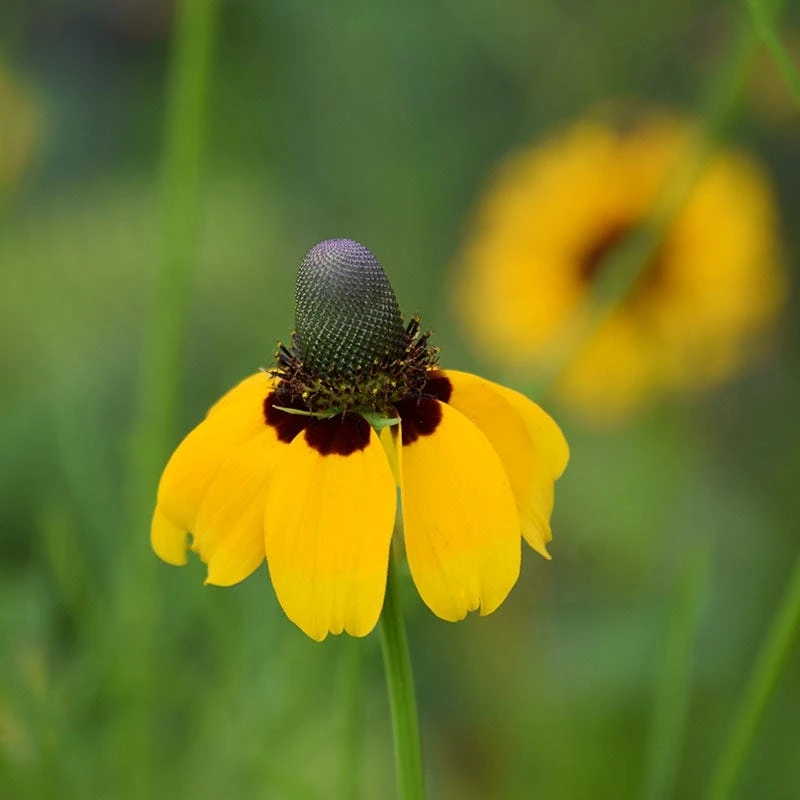 Clasping Coneflower Seeds - Image 2