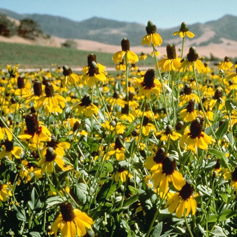 Clasping Coneflower Seeds - Image 4
