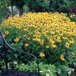 Indian Summer Black Eyed Susan