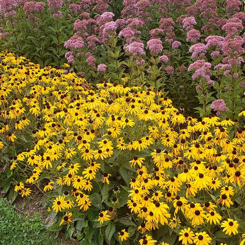 Goldsturm Black Eyed Susan - Image 3