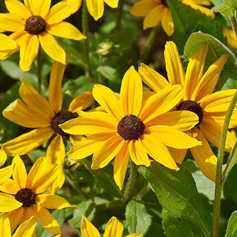 Indian Summer Black Eyed Susan - Image 2
