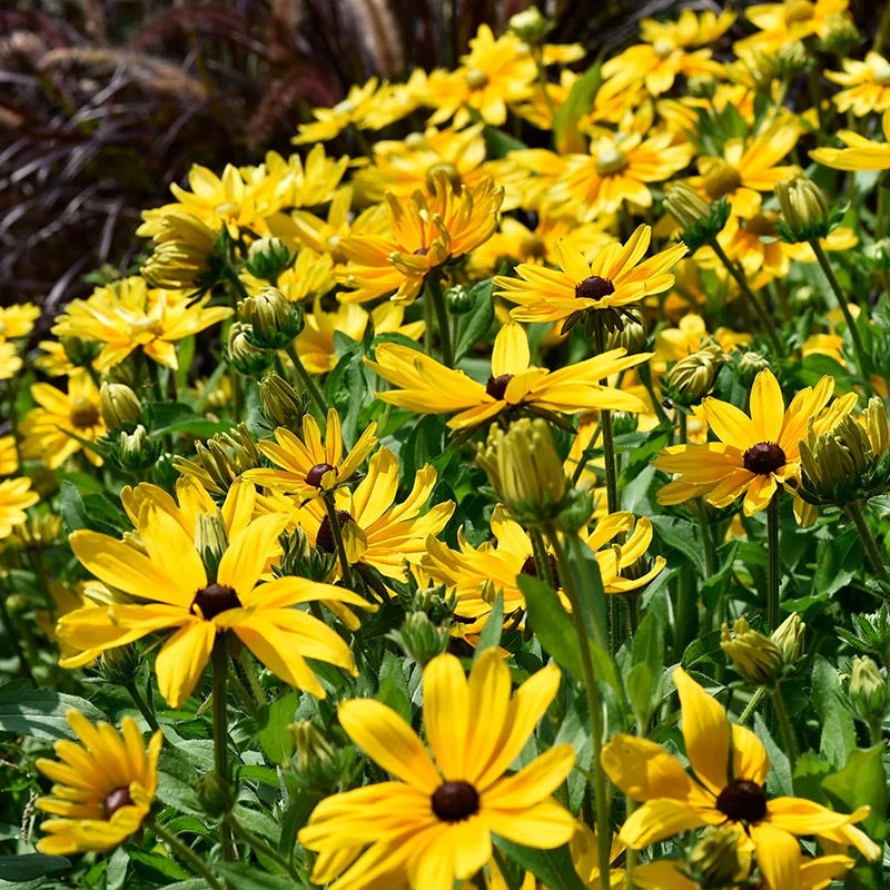Indian Summer Black Eyed Susan - Image 3