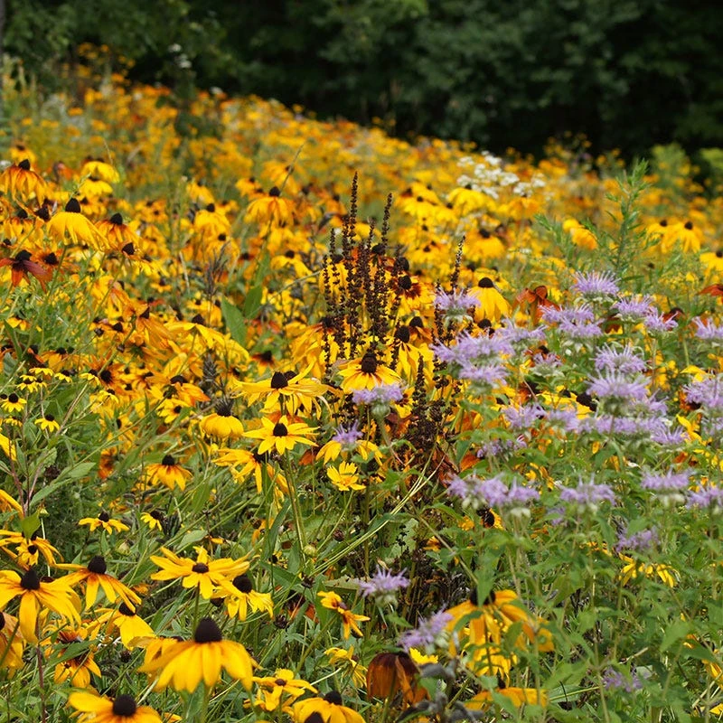 Black Eyed Susan Seeds - Image 2