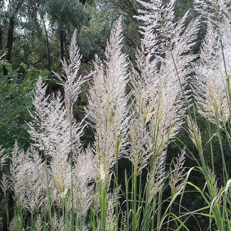 Hardy Pampas Grass - Image 3