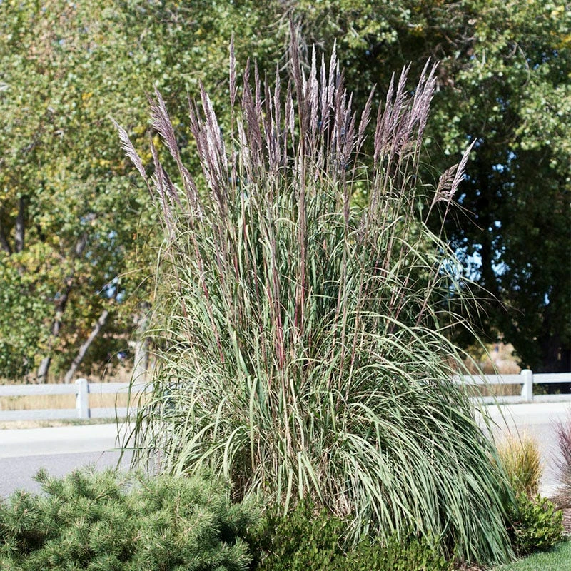 Hardy Pampas Grass - Image 4