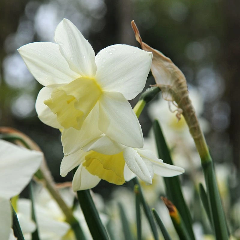 Sailboat Daffodil - Image 2