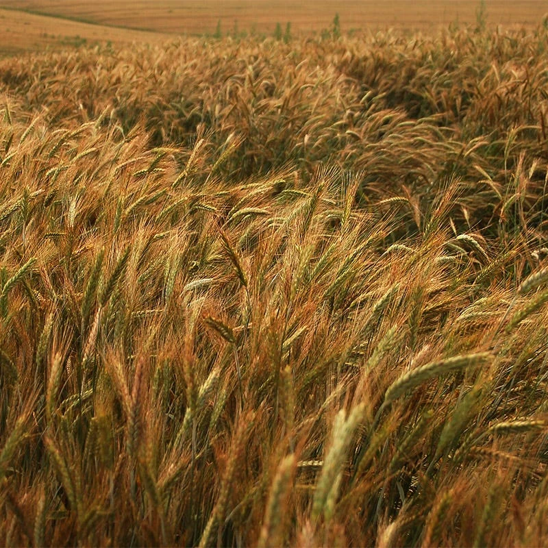 Winter Rye Grass Seeds